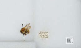 Image of Common carder bumblebee