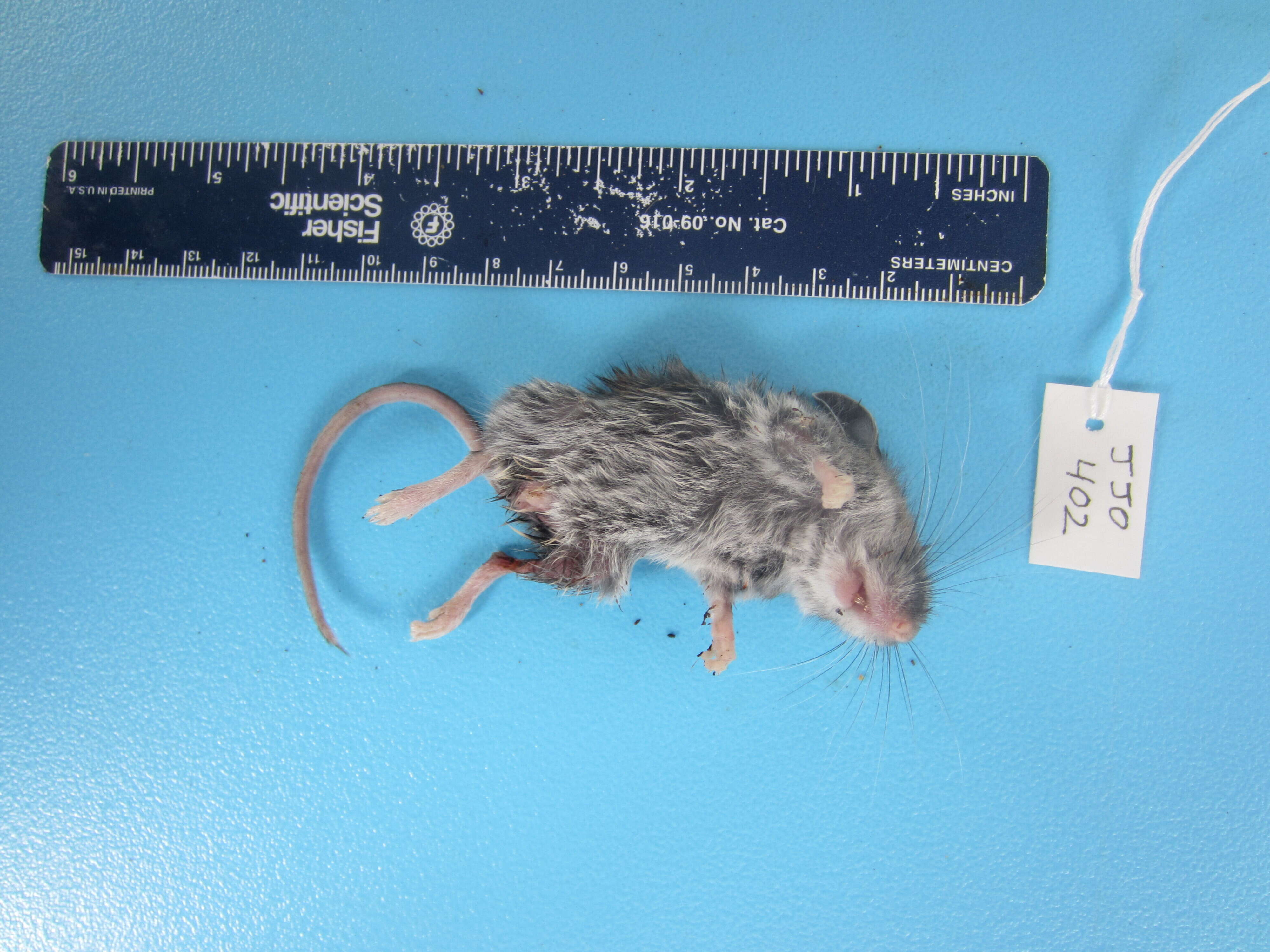 Image de Peromyscus maniculatus (Wagner 1845)