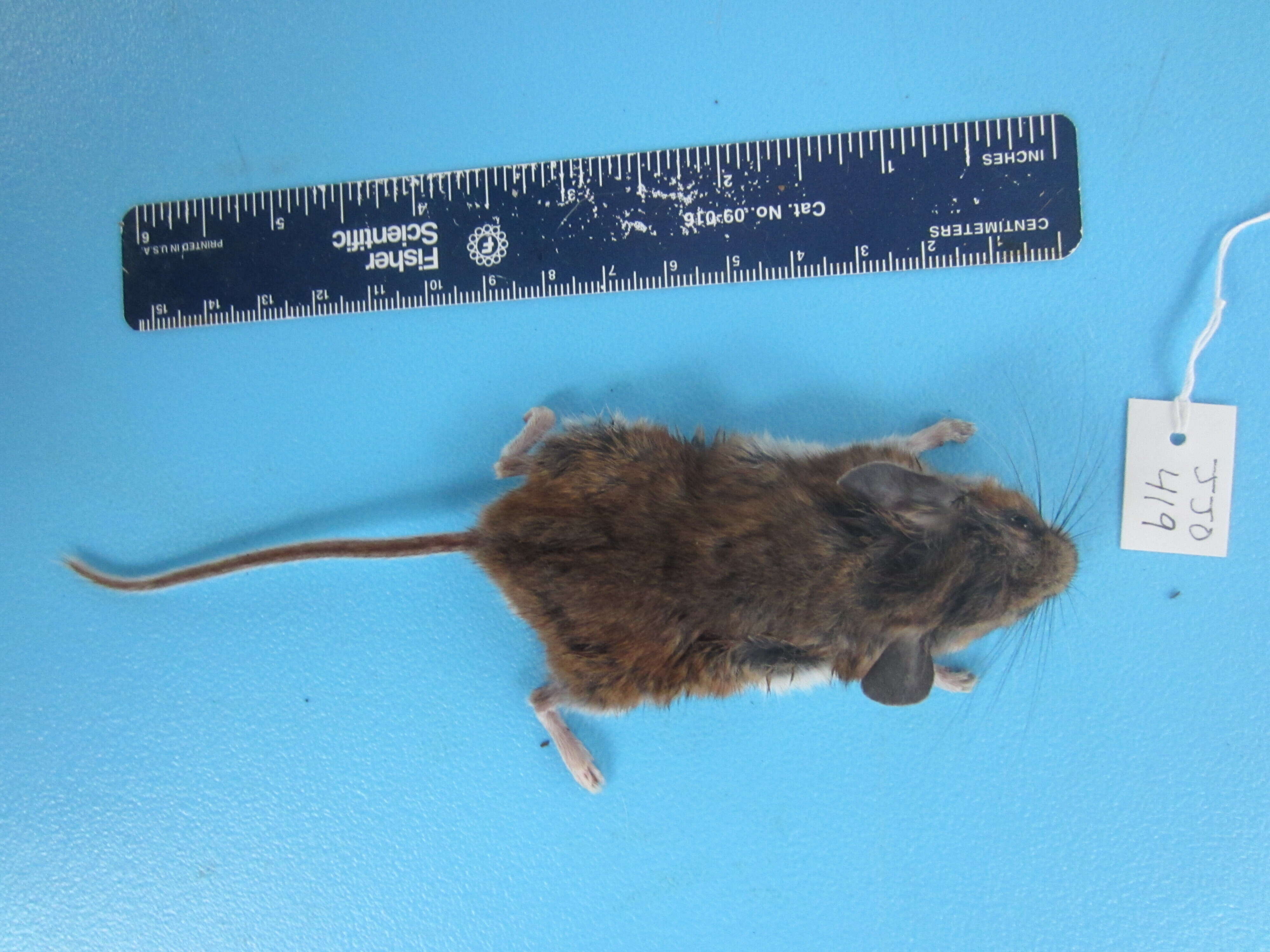 Image de Peromyscus maniculatus (Wagner 1845)