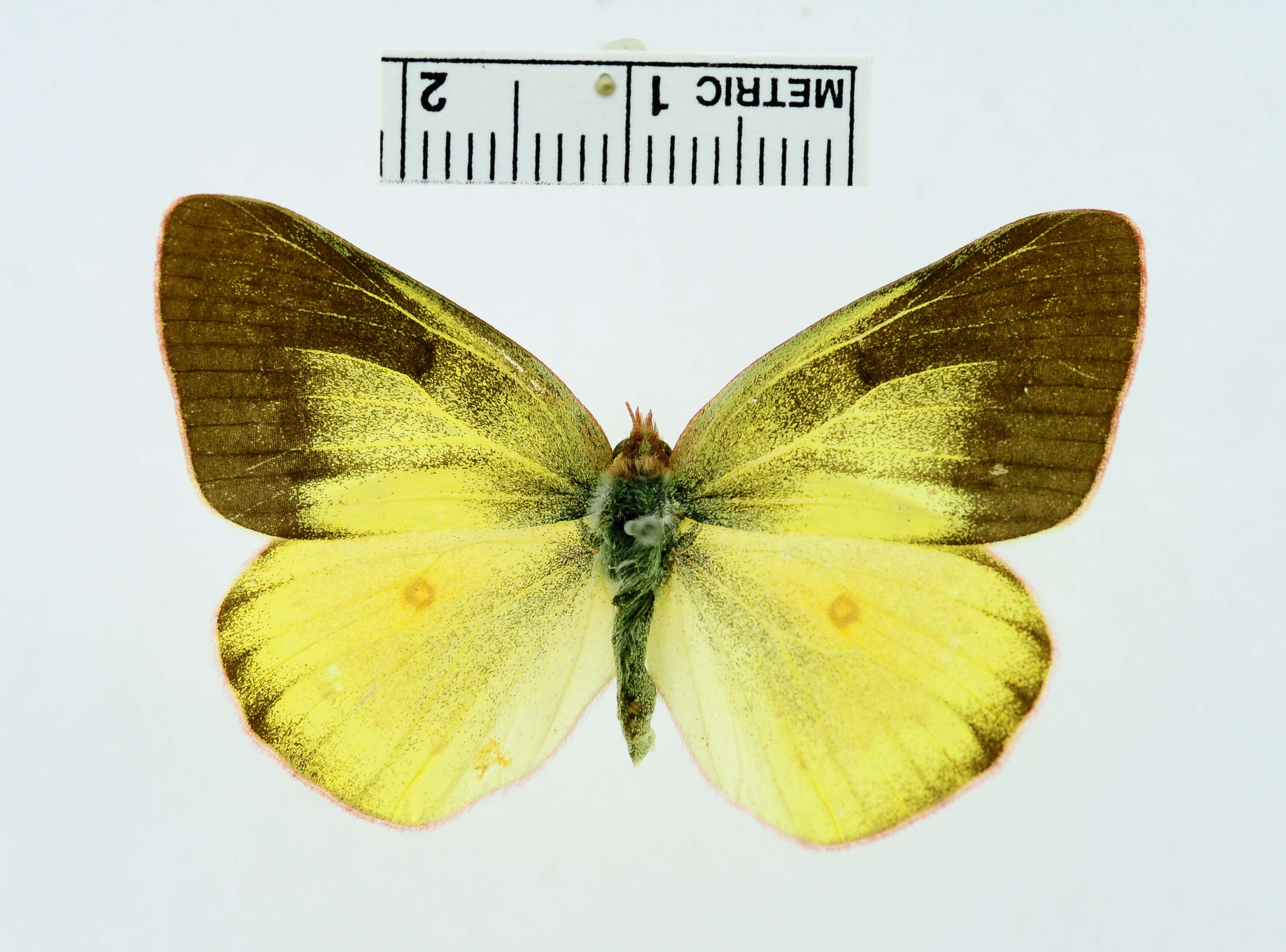 Image of Clouded sulphur