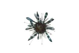 Image of banded sea urchin