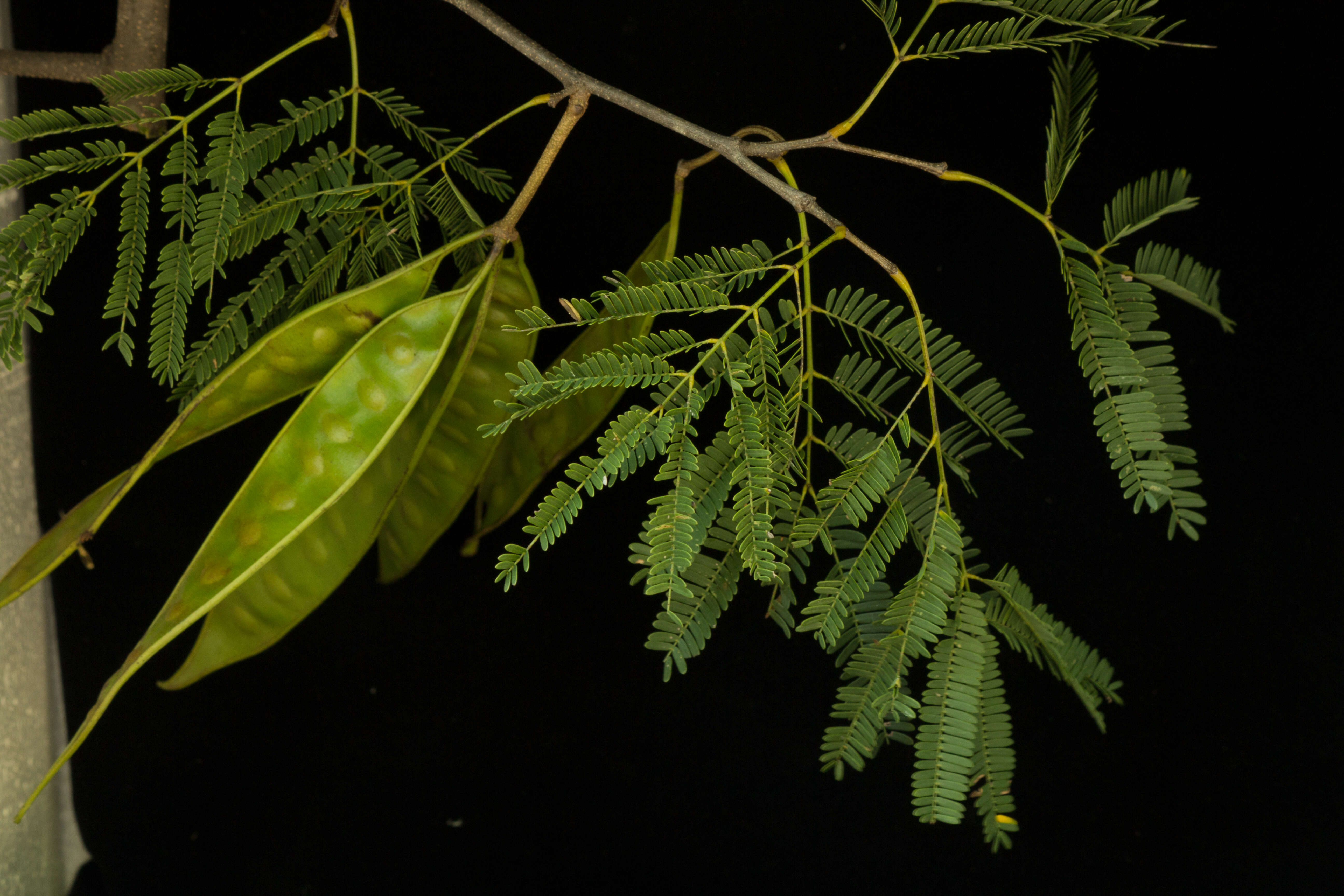 Plancia ëd Lysiloma divaricatum (Jacq.) J. F. Macbr.