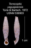 Image of Torrecoptis yaguajayensis C. de la Torre & Bartsch 1972