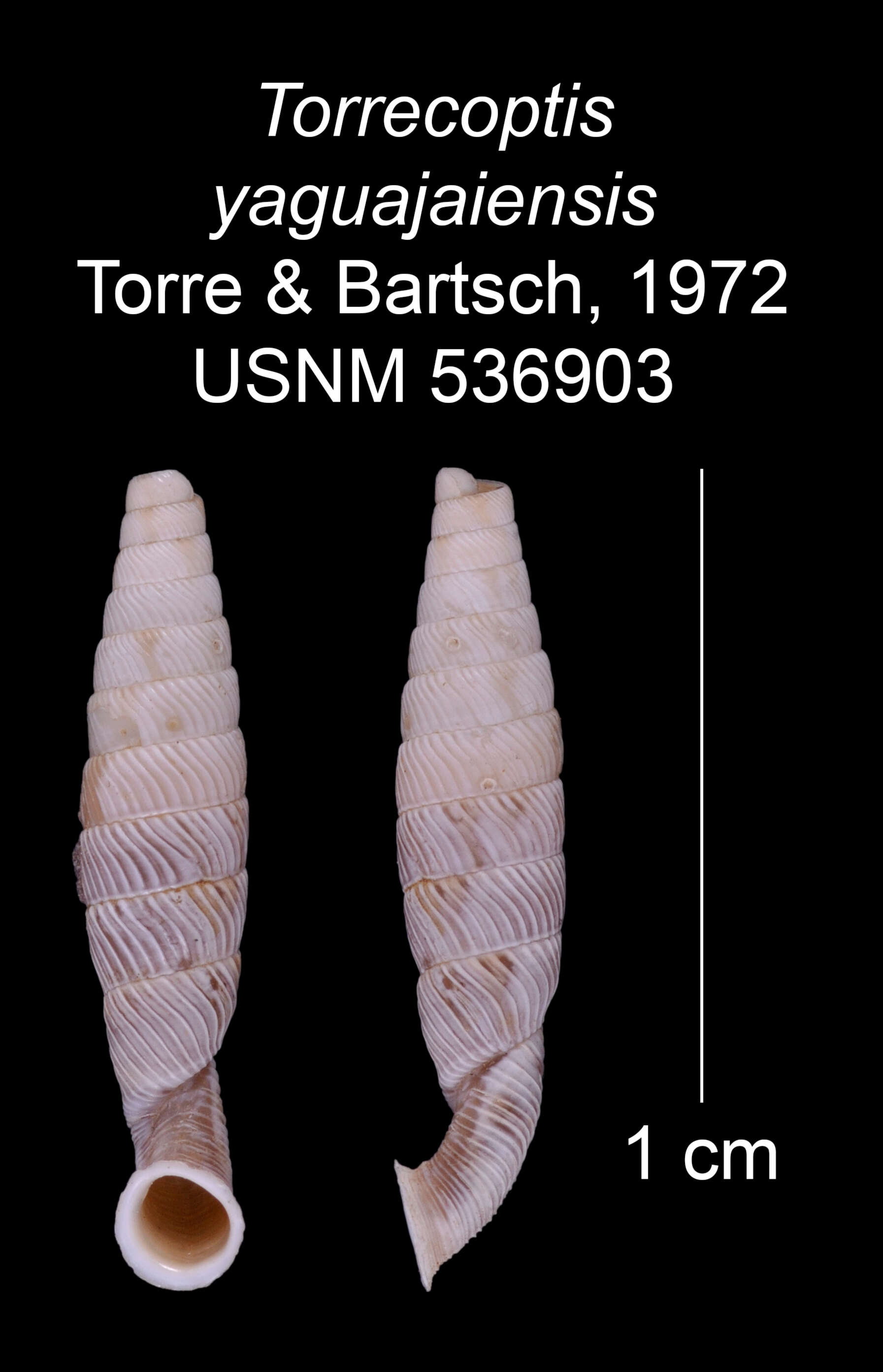 Image of Torrecoptis yaguajayensis C. de la Torre & Bartsch 1972