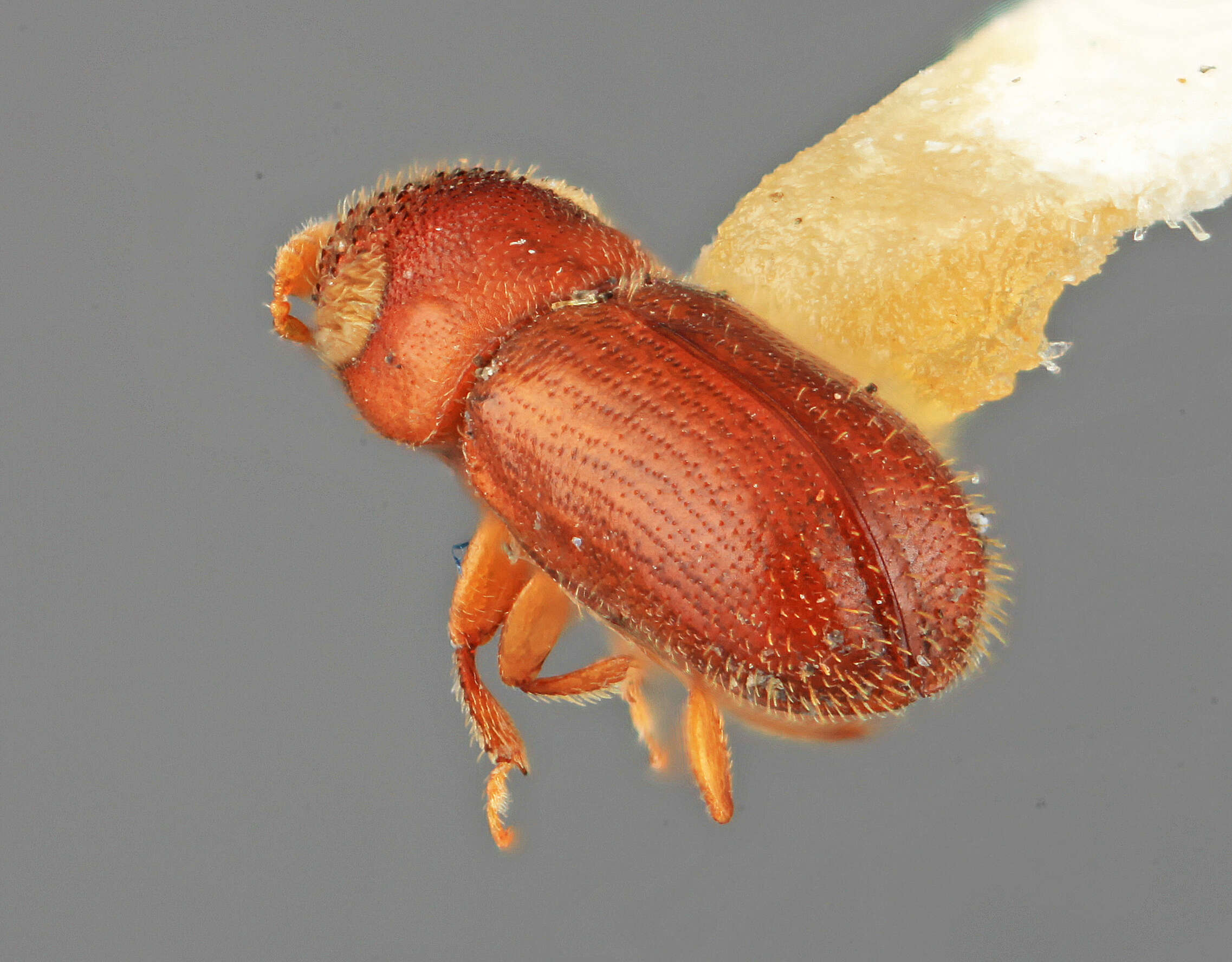 Image of Pityoborus hondurensis Wood 1971