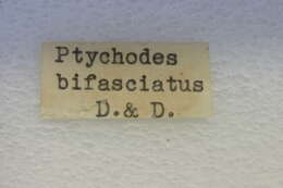 Ptychodes bifasciatus Dillon & Dillon 1941 resmi