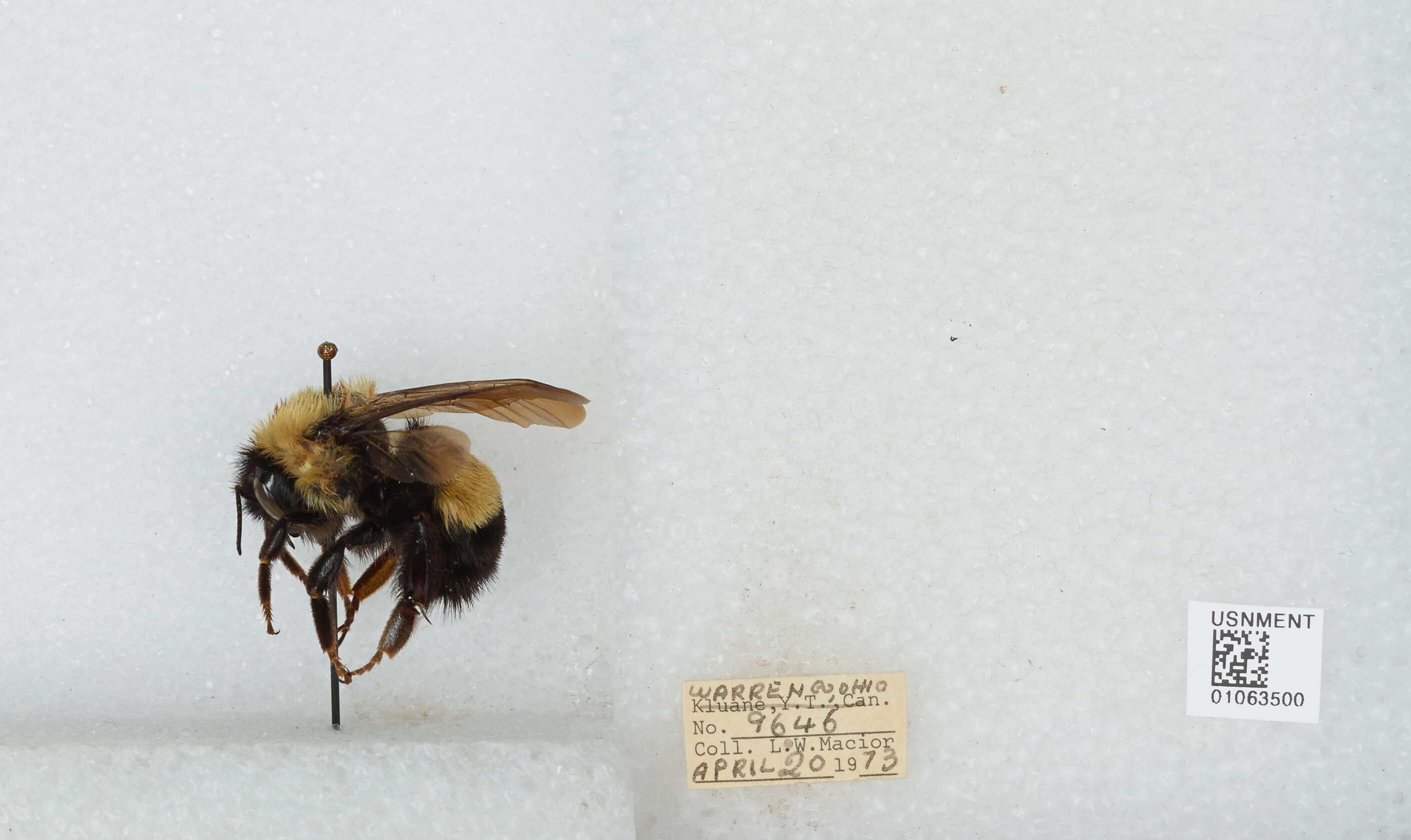 Слика од Bombus affinis Cresson 1864