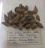 Image of Stagnicola elodes (Say 1821)
