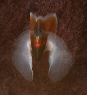 Image of Coffee bean scaled squid