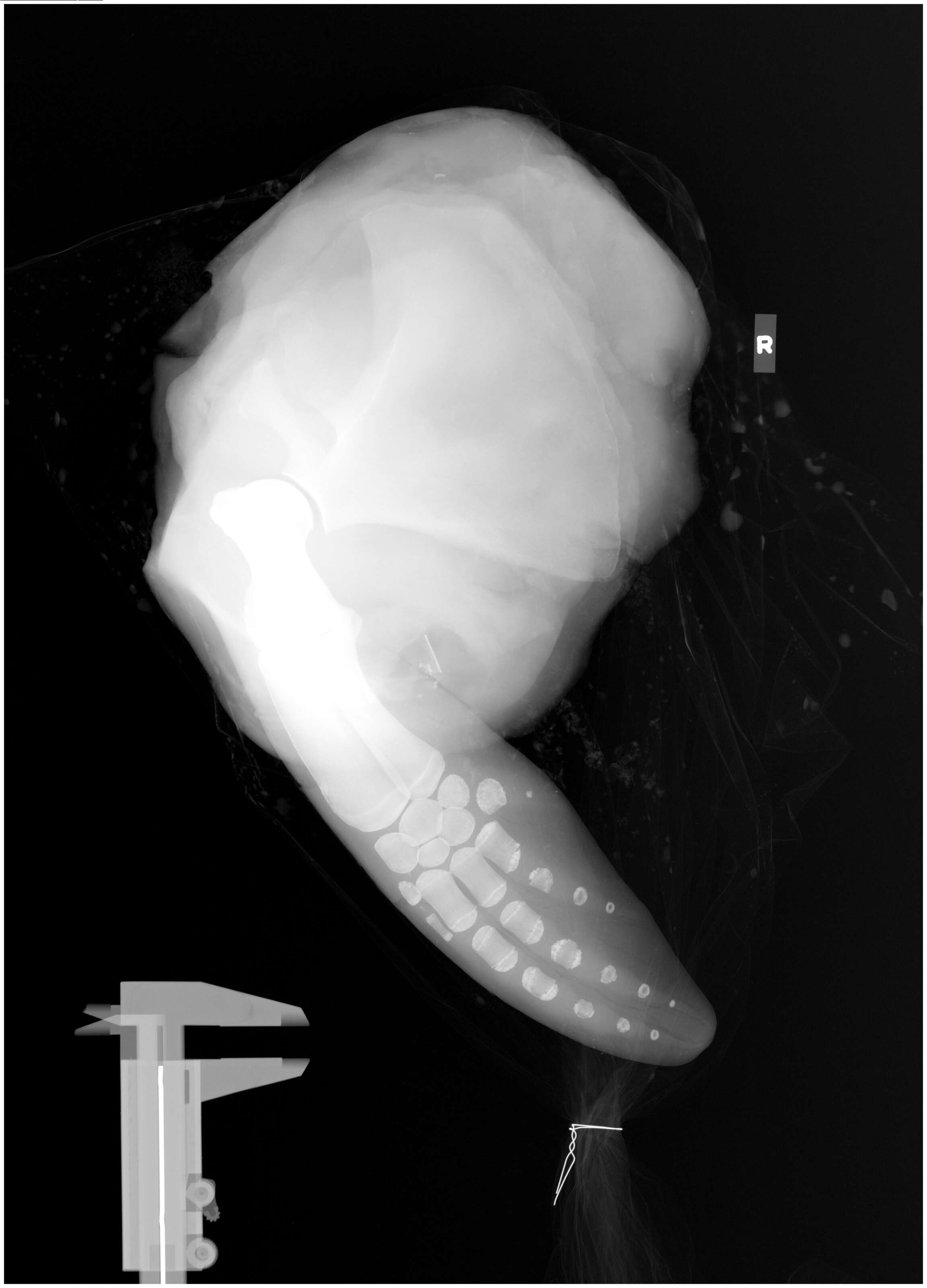 Plancia ëd Phocoena G. Cuvier 1816