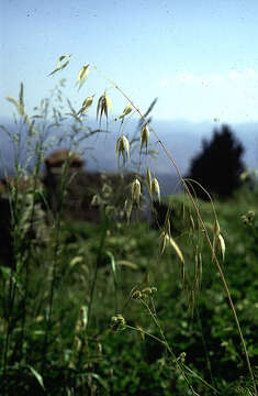 Plancia ëd Avena L.