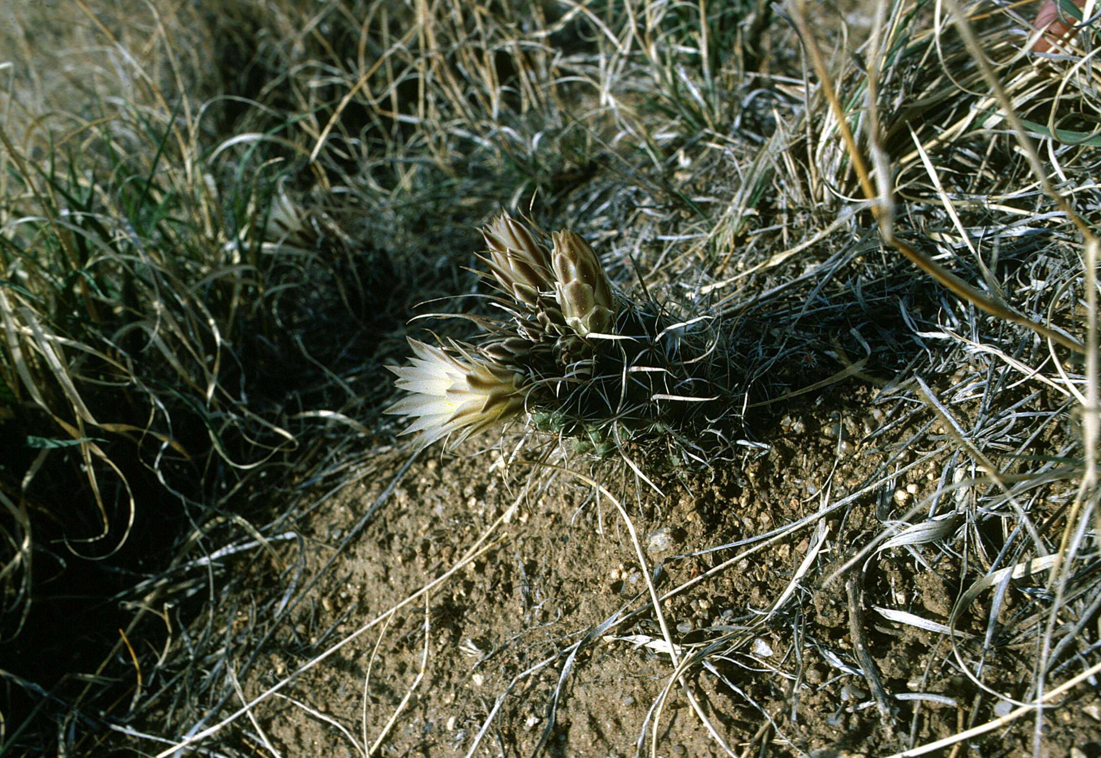 Image of Grama Grass Cactus