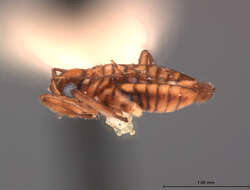 Image of Microvelia tateiana Drake 1951