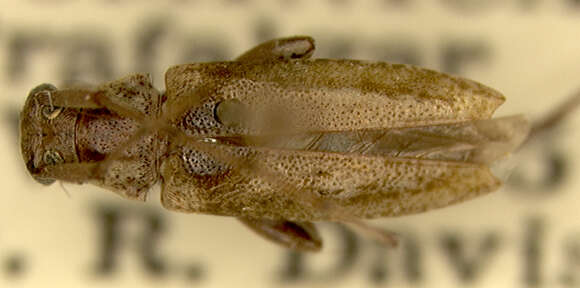 Image of Anisopodus dominicensis Villiers 1980