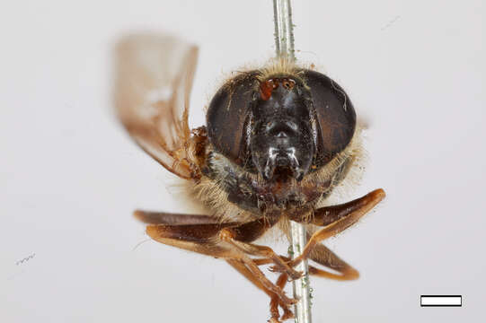 صورة Cheilosia lasiophthalmus Williston 1882