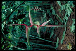 Image of Heliconia chartacea var. meeana W. J. Kress