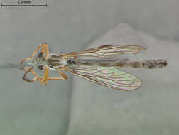 Image of Leptogaster hirtipes Coquillett 1904