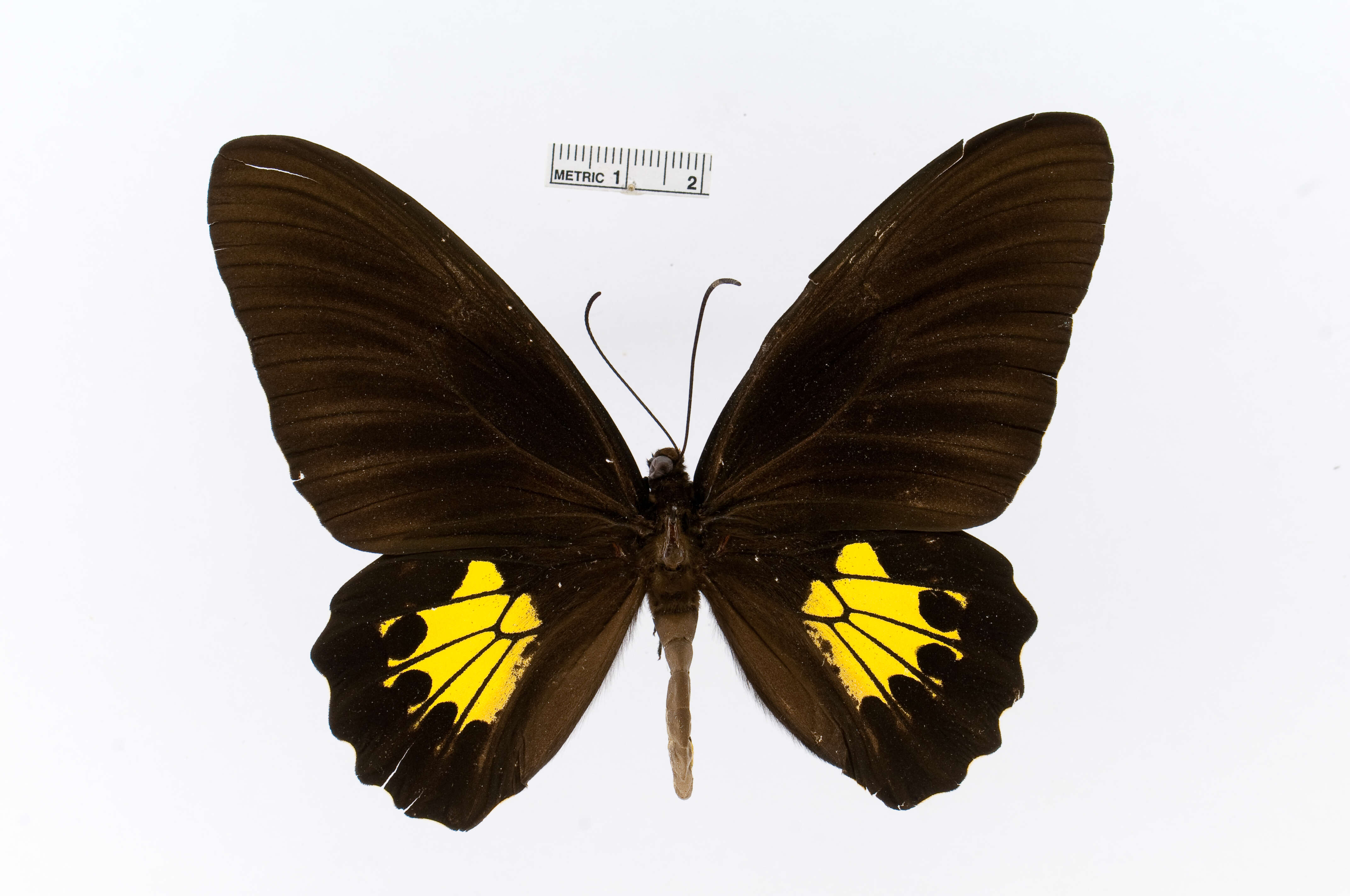 Image of Troides criton (Felder & Felder 1860)