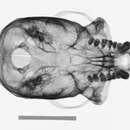 Ateles geoffroyi grisescens Gray 1866的圖片