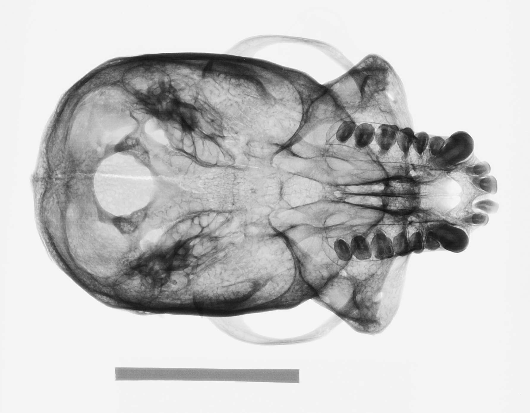 Image of Ateles geoffroyi grisescens Gray 1866