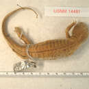 Image of Ambystoma tigrinum mavortium Baird 1850