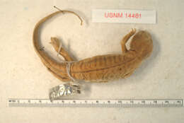 Image of Ambystoma tigrinum mavortium Baird 1850