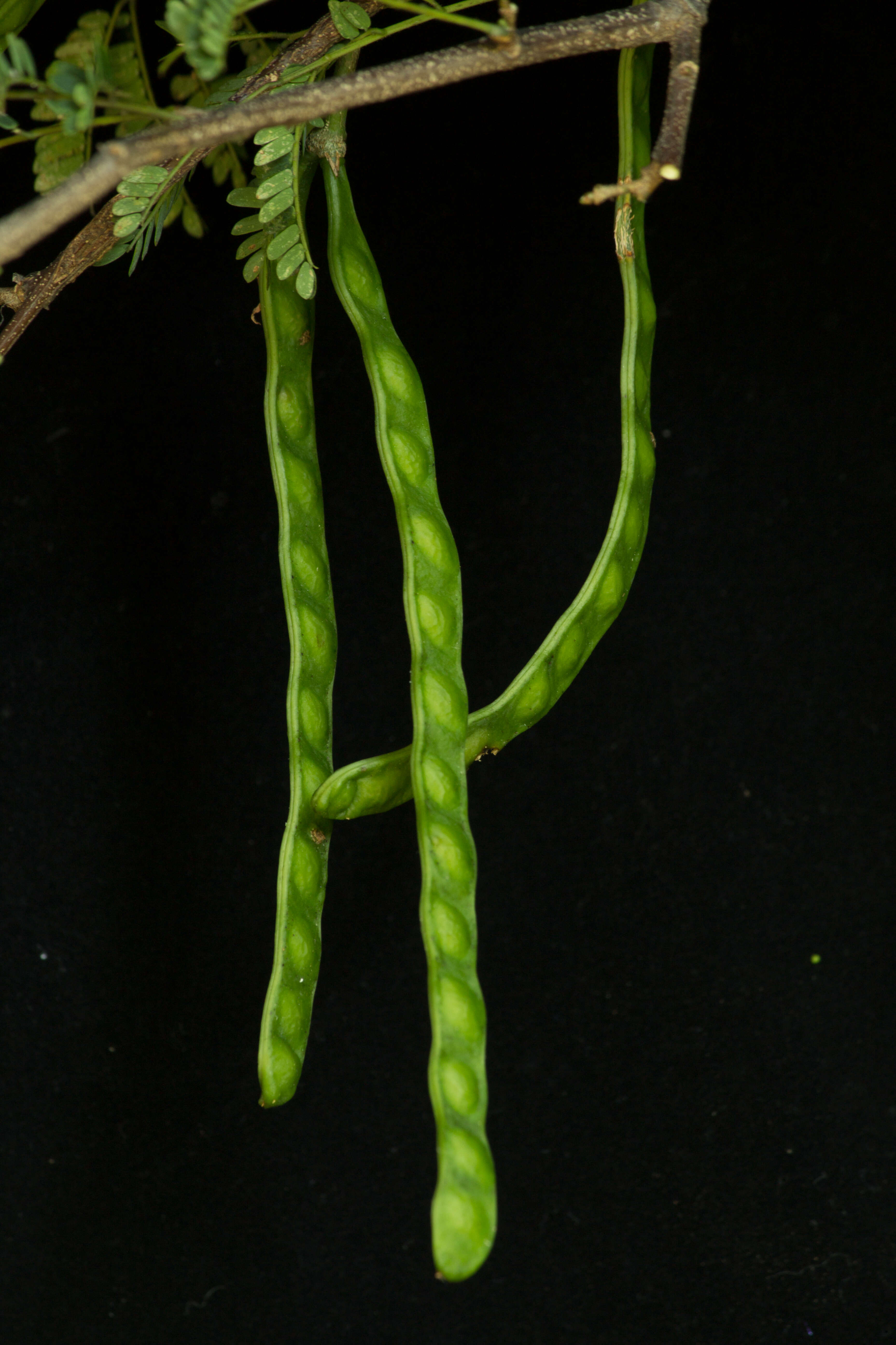 Image of Chloroleucon mangense (Jacq.) Britton & Rose