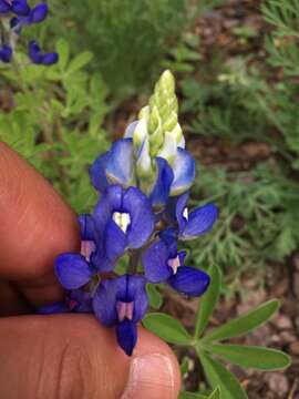 Image of Texas lupine