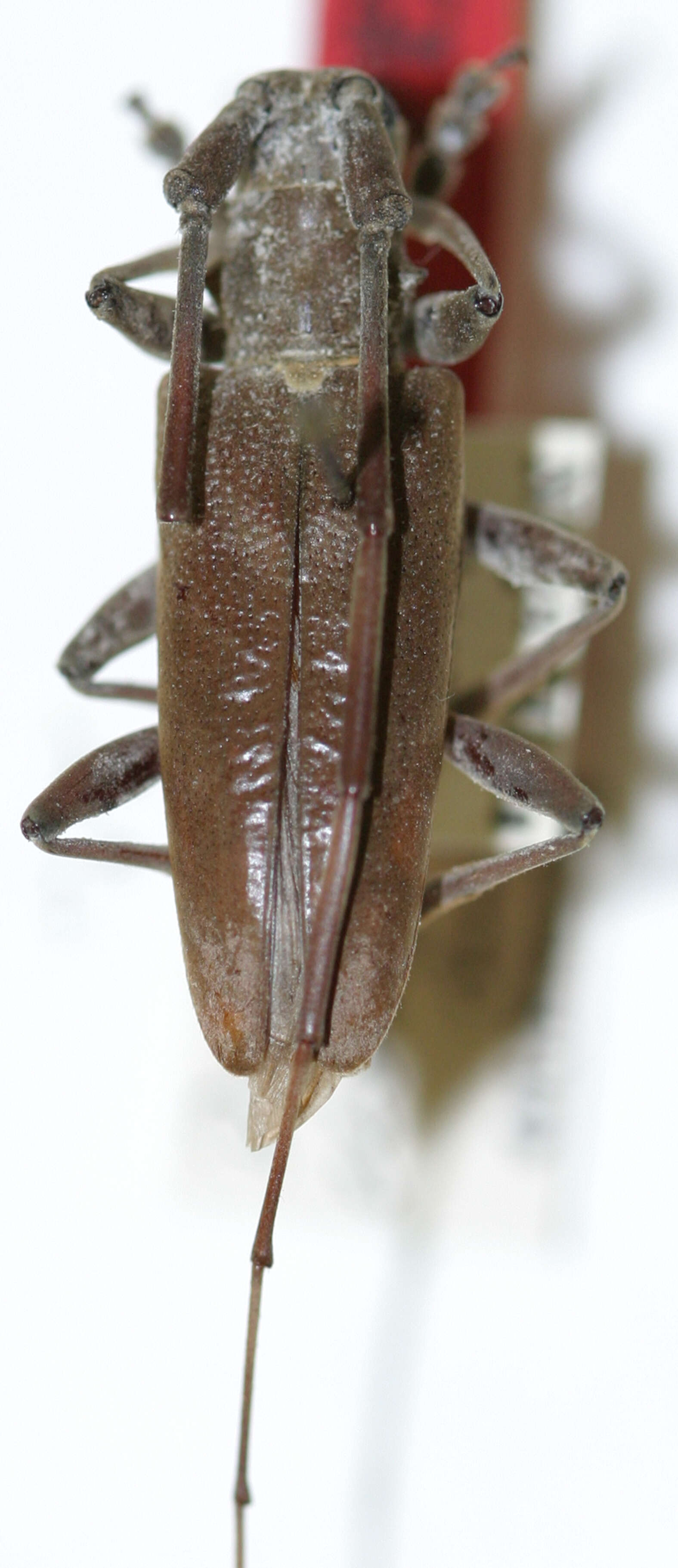 Image of Acalolepta elongata (Breuning 1935)