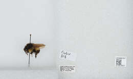 Bombus ephippiatus Say 1837 resmi