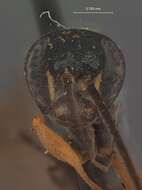 Image of Auplopus niger Dreisbach 1963