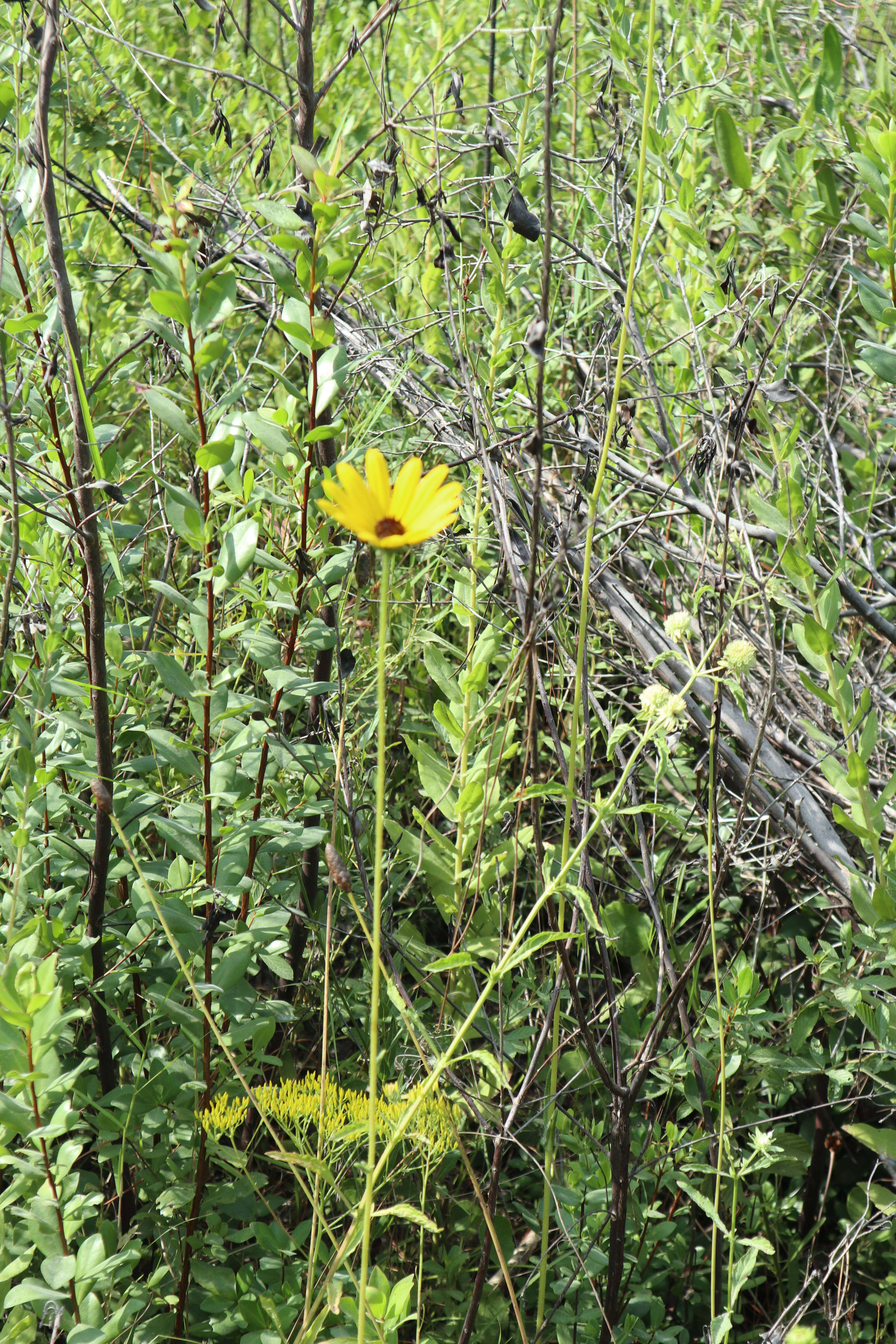 Image of Variable-Leaf Sunflower