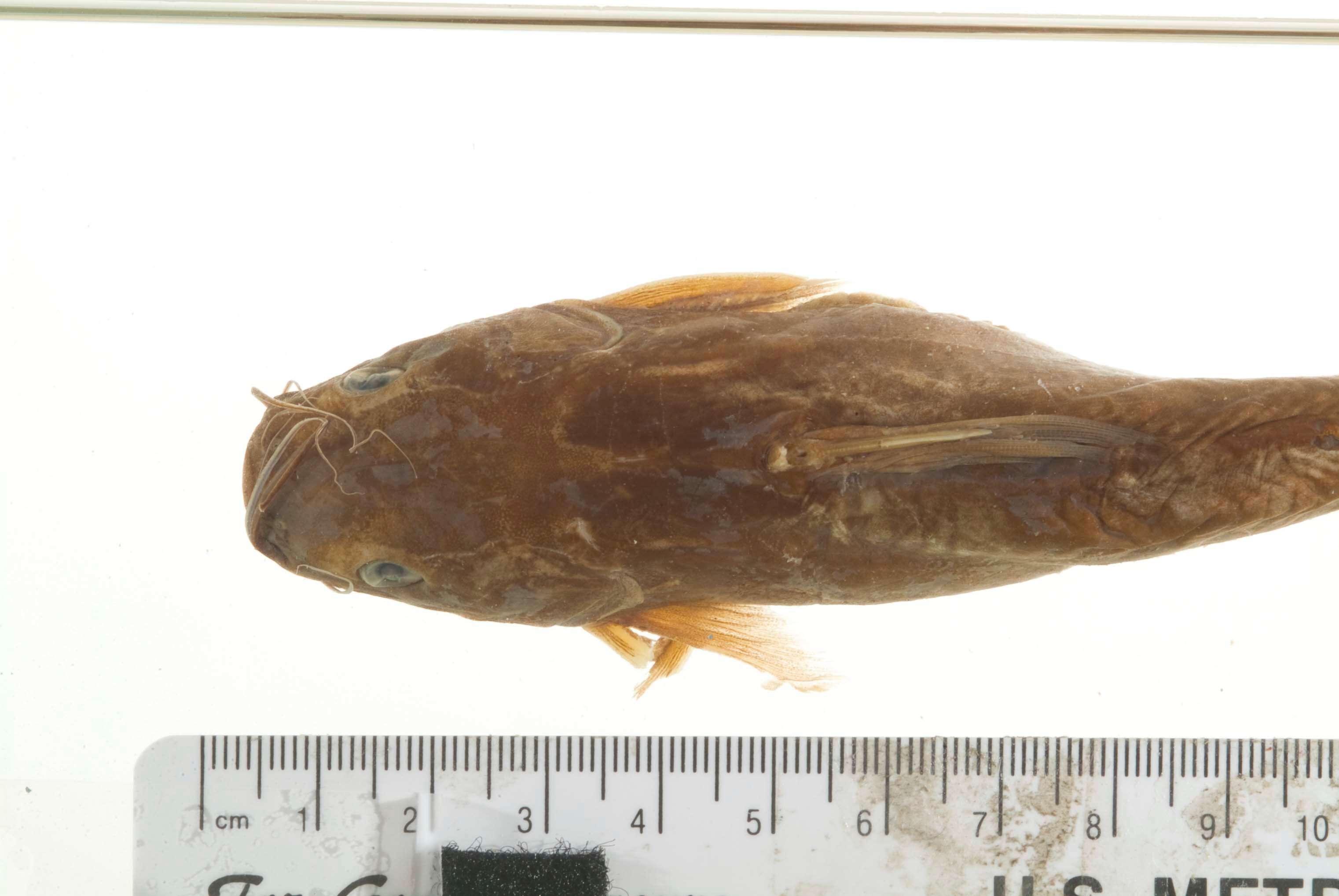 Image of Catfish