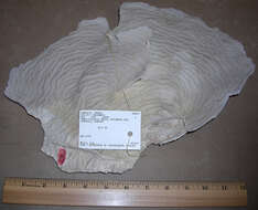 Image of Scroll Coral