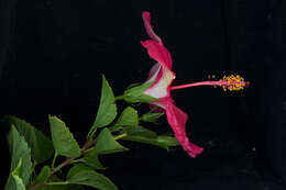 Image of China rose