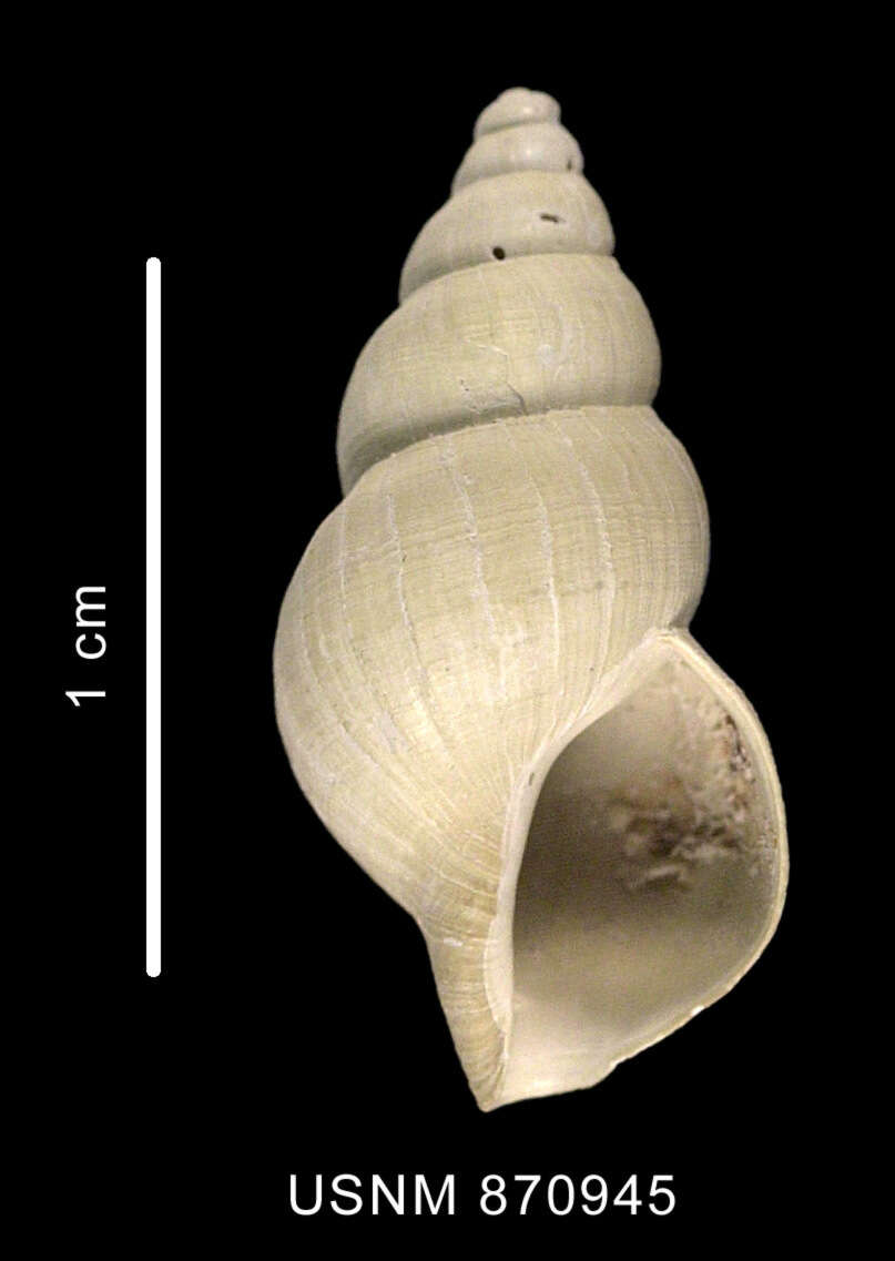 Image of Probuccinum tenerum (E. A. Smith 1907)