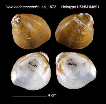 Image of Unio andersonensis I. Lea 1872