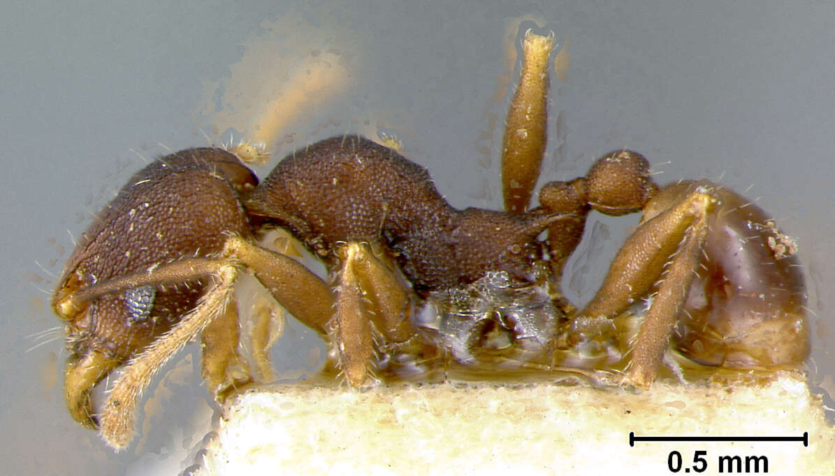 Pheidole caldwelli Mann 1921 resmi