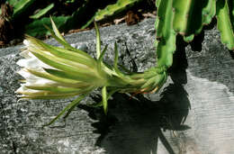 Imagem de Hylocereus undatus (Haw.) Britton & Rose