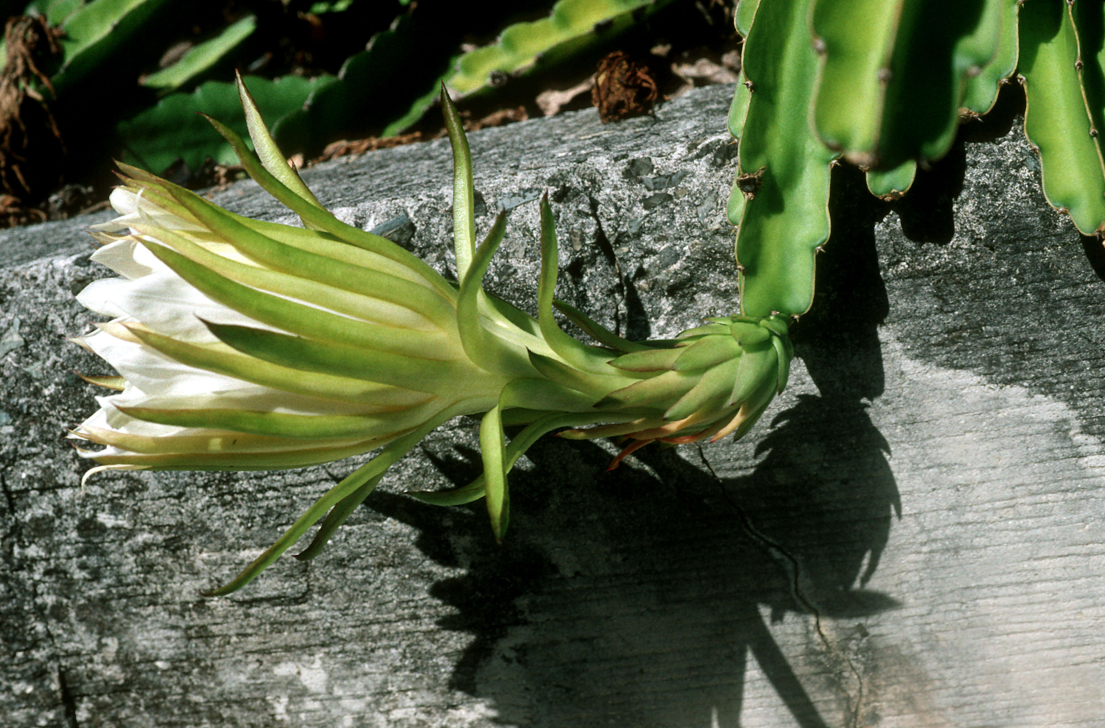 Imagem de Hylocereus undatus (Haw.) Britton & Rose