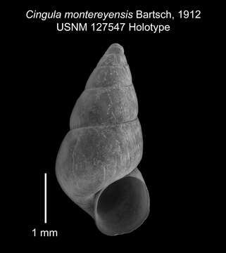 Image of Cingula montereyensis Bartsch 1912