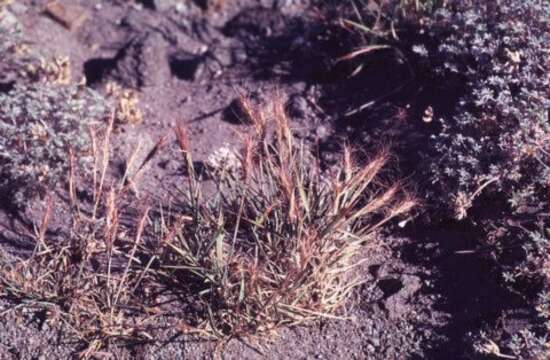 Image of Elymus L.