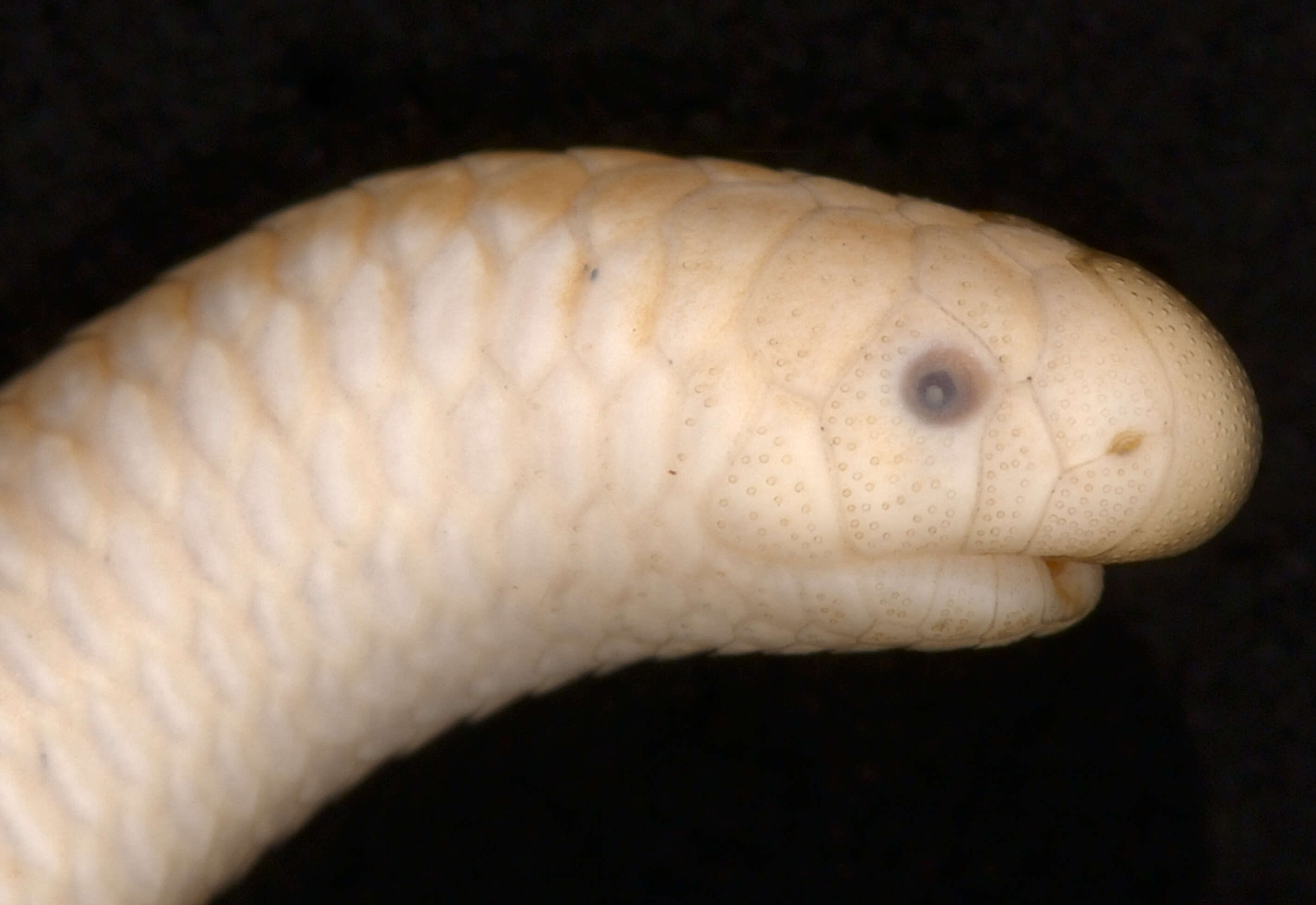 Image of Rose Blind Snake