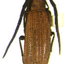 Image of Asemolea flava Martins & Galileo 2006