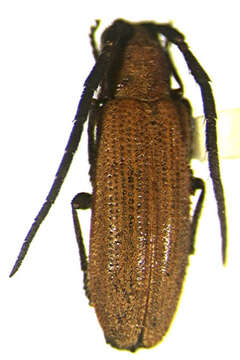 Image of Asemolea flava Martins & Galileo 2006