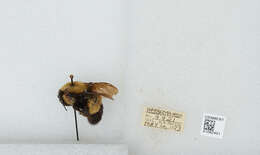 Слика од Bombus affinis Cresson 1864