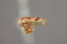 Image of Idioderma picta Osborn