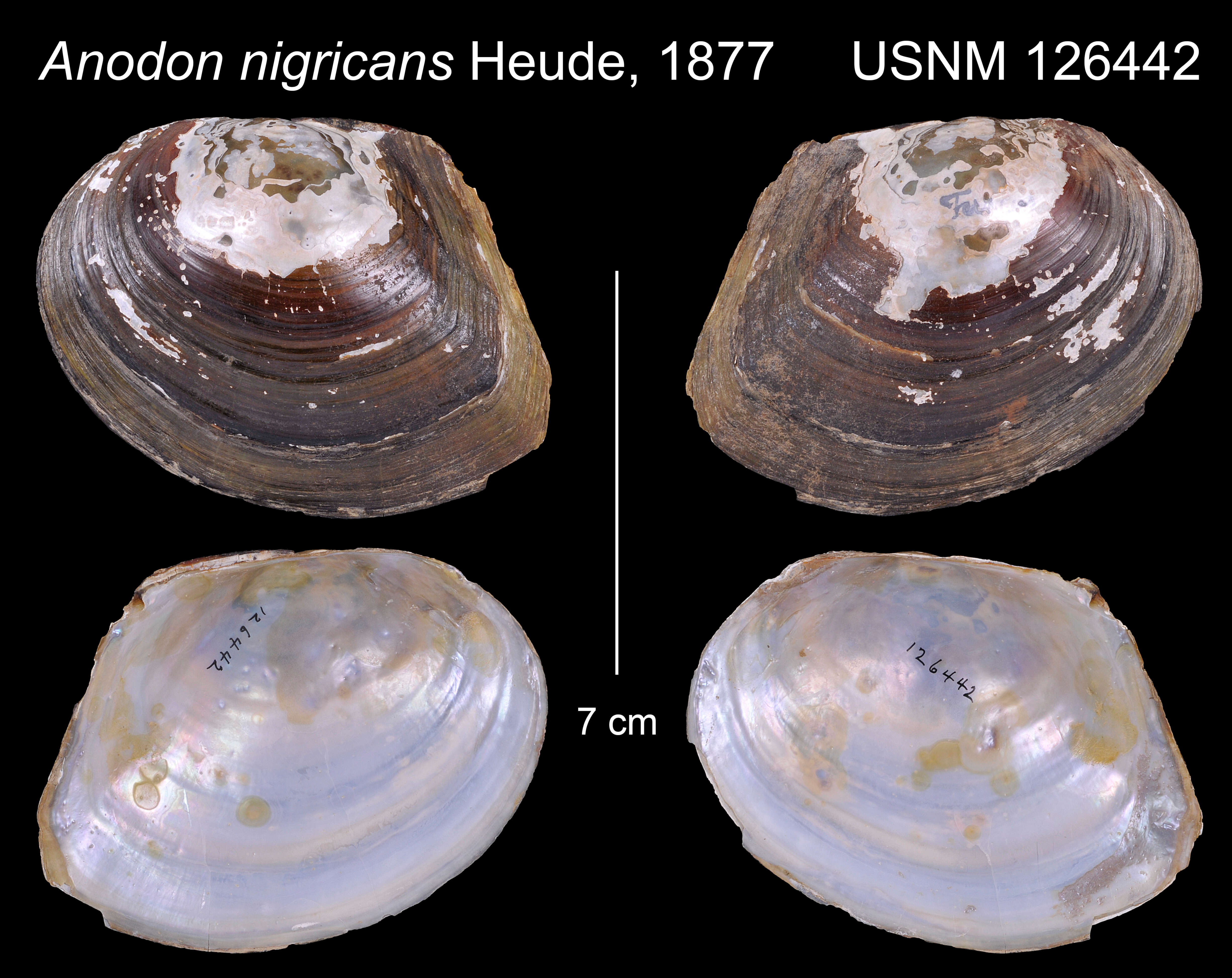 Image of Anodon nigricans Heude