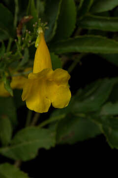 Image of Yellow bells