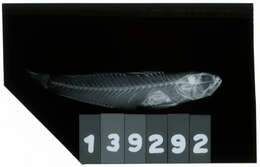 صورة Amblygobius Bleeker 1874